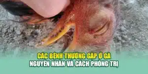 Các Bệnh Thường Gặp Ở Gà – Nguyên Nhân và Cách Phòng Trị
